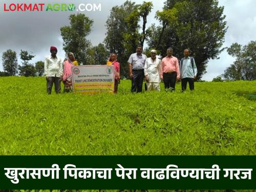 Latest News Agriculture News Khurasani fule Vaitrana variety beneficial for farmers, read in detail  | Agriculture News : खुरासणीचे फुले वैतरणा वाण शेतकऱ्यांना फायदेशीर, वाचा सविस्तर 