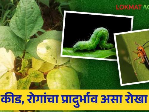 Integrated management bodes well for chakribhunga, camellia: Integrated management bodes well for chakribhunga, camellia  | Cyclops, Camelworms Management: चक्रीभुंगा, उंटअळीला एकात्मिक व्यवस्थापन वरदान 