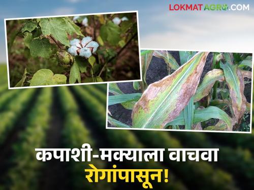 latest news Disease wreaks havoc on cotton and maize; take this measure in time | कपाशी-मक्यावर रोगराईचा कहर; वेळेत करा हा उपाय वाचा सविस्तर