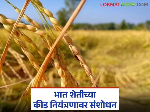Latest News paddy farming Research on pest control in rice farming, success of Dr. Sanket Mahajan of Nashik | दोन वर्षे अभ्यास, भातावरील कीड नियंत्रणावर संशोधन, नाशिकच्या भूमिपुत्राची कमाल 