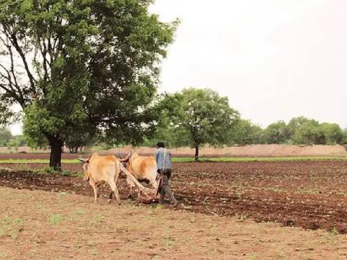 A break from the rain; sowing speed, | पावसाची विश्रांती; पेरणीला वेग, यंदा कोणत्या पिकाचा पेरा वाढू शकतो?