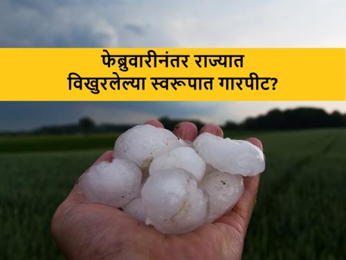 Kikulogy: Crop cold shock and hailstorm changes in February revels Prof Kirunkumar Johare | किकुलॉजी: थंडीत पिकांना बसतोय ‘कोल्ड शॉक’, काय होऊ शकतात परिणाम?