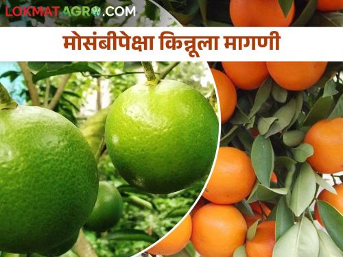 Latest News Sales of orange-like fruit called 'Kinnu' increased in market | संत्रापेक्षा किन्नूची खरेदी वाढली, या दोन्ही फळांत फरक काय? 