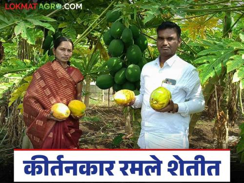 Krishna Maharaj who sings kirtan, earns Rs 2.5 lakh from papaya farming on a quarter of an acre | कीर्तन गाजविणाऱ्या कृष्णा महाराजांनी पपई शेतीतून पाऊण एकरात केली अडीच लाखांची अर्थप्राप्ती
