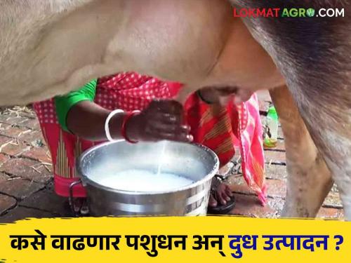 Kisan Credit Card Scheme How will livestock and milk production increase? In the name of the scheme! | Kisan Credit Card Scheme कसे वाढणार पशुधन अन् दुध उत्पादन ? योजना नावालाच!