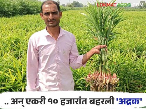 Ginger Farming Success Story : Kishor's Ginger Farming Sparks Great Discussion; The Marvel of Organic Inputs | Ginger Farming Success Story : किशोररावांच्या आले शेतीची चर्चा भारी; जैविक निविष्ठांची कमाल सारी