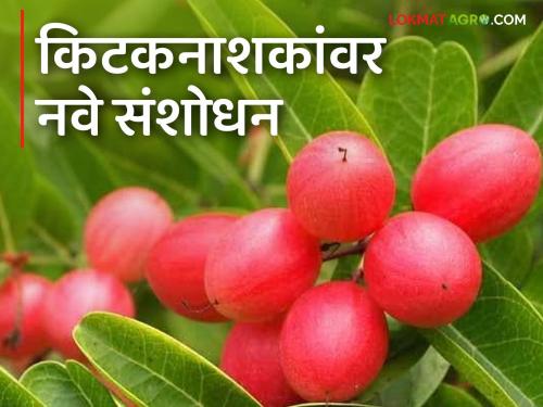 New Research : Discovery of a new plant; Discovered by Vidarbha researchers; Named from the shape of the fruit | New Research : नव्या वनस्पतीचा शोध; विदर्भाच्या संशोधकांनी लावला शोध; फळाच्या आकारावरून दिले नाव