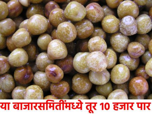 Pigeon pea 10,000 paar in this market committee in the morning session, know the detailed rate | सकाळच्या सत्रात या बाजारसमितींमध्ये तूर १० हजार पार,जाणून घ्या सविस्तर दर