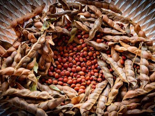 Lal thuri of Latur is fetching the highest price per quintal today, how much the farmers are getting... | लातूरच्या लाल तूरीला आज क्विंटलमागे मिळतोय सर्वोच्च दर, शेतकऱ्यांना किती मिळतोय भाव...