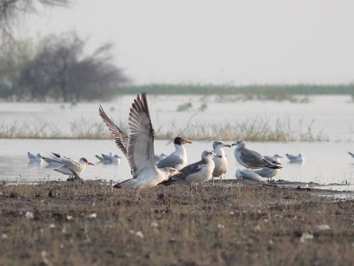 312 birds found in 'Jaikwadi' including flamingos, pankawals, the number of birds will decrease due to decrease in water | फ्लेमिंगो, पाणकावळ्यांसह 'जायकवाडी'त आढळले ३१२ पक्षी, पाणी कमी झाल्याने संख्या होणार कमी