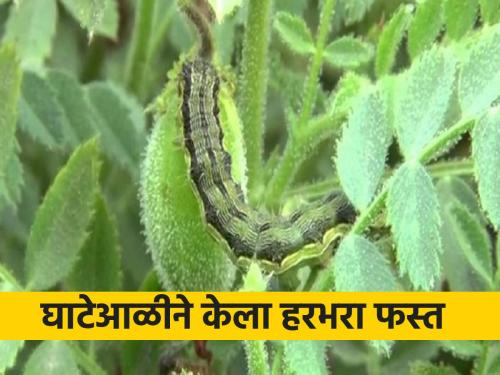 Heavy attack of ghateli on gram crop, how to deal with it? | घाटेअळीचा हरभरा पिकावर जोरदार हल्ला, कसे करावे व्यवस्थापन?