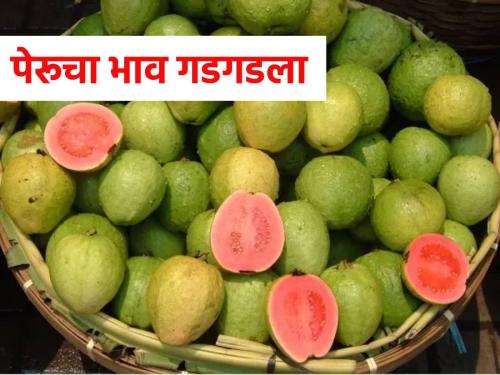 Guava prices plunged from Rs 500 a carat to Rs 250... | पेरूचे भाव गडगडले, ५०० रुपये कॅरेटवरून २५० रुपयांवर...