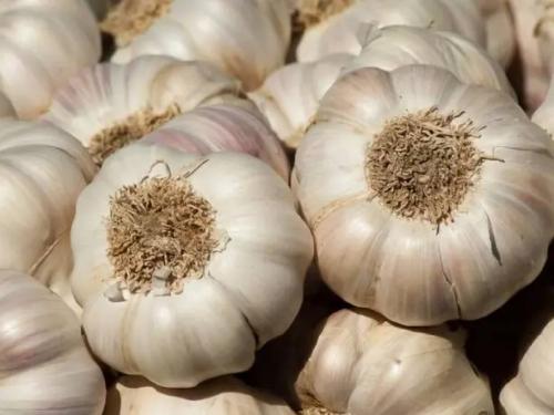 A good day for farmers' garlic, but garlic crushing became expensive for consumers | शेतकऱ्यांच्या लसणाला चांगले दिवस, ग्राहकांची 'लसणाची फोडणी' मात्र महागली