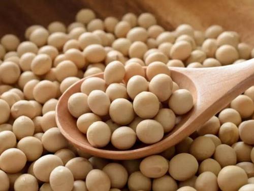 Soybean arrivals in the market increased; Home stored soybeans in the market | घरी साठवणूक केलेले सोयाबीन बाजारात;आवक वाढली, भाव काय मिळतोय?
