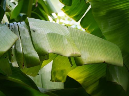 For the first time farmers will get compensation for disease on banana crop | शेतकऱ्यांना पहिल्यांदाच केळी पिकावरील सीएमव्ही रोगावर मिळणार नुकसान भरपाई