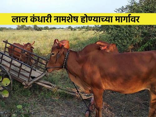 Devani, Lal Kandhari bull on verge of extinction | देवणी, लाल कंधारी, वळू नामशेष होण्याच्या मार्गावर