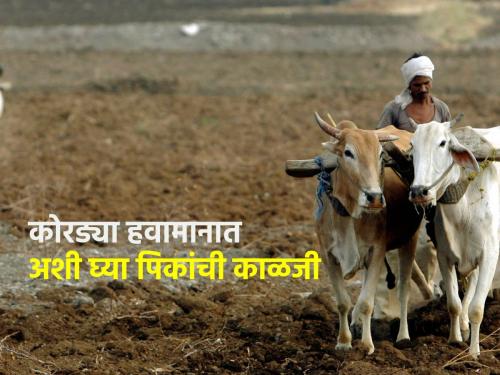 The weather will be dry in Marawa for the next five days, what should farmers do? | पुढील पाच दिवस मरावाड्यात हवामान कोरडे, शेतकऱ्यांनी काय घ्यावी काळजी?