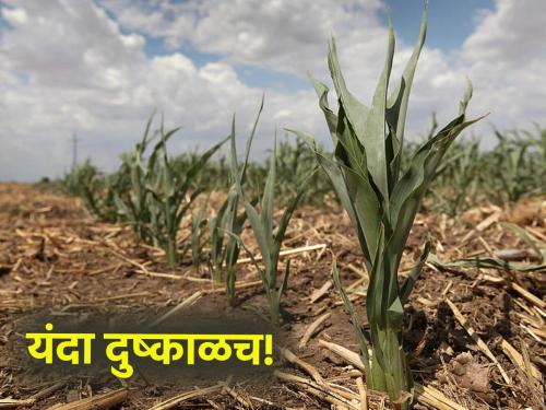 Will drought be announced? Verification of crops and moisture in 15 districts of Maharashtra | दुष्काळ जाहीर होणार का? १५ जिल्ह्यांमध्ये पिकांची व आर्द्रतेची पडताळणी सुरू