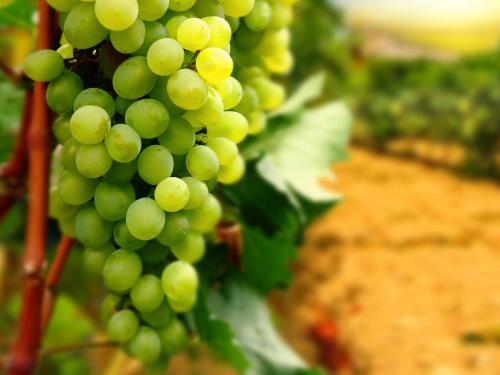 Six hundred hectares of vineyards are in crisis due to cloudy weather | ढगाळ वातावरणामुळे सहाशे हेक्टरवरील द्राक्षबागा संकटात
