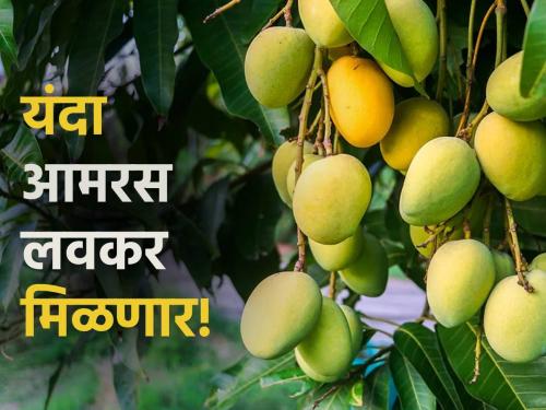 This year, for the first time in October, kesar mangoes were stamped | यंदा प्रथमच ऑक्टोबरमध्ये लागला केसर आंब्याला मोहर