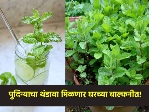 Grow house mint in summer, plenty of leaves will come within a month; Check out this easy method using.. | उन्हाळ्यात उगवा घरचा पुदिना, महिनाभरात येतील भरपूर पानं; ही सोपी पद्धत पहा वापरून..