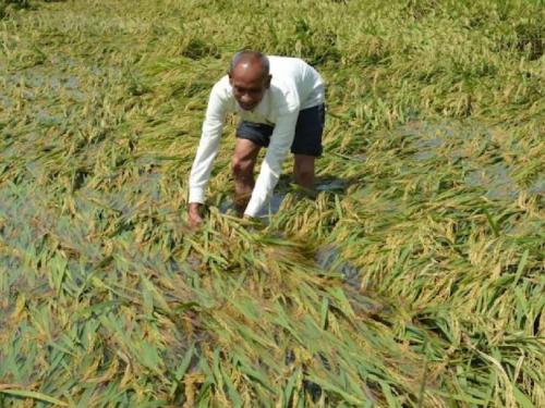 Relief to farmers affected by unseasonal rain, approval of a fund of Rs. 24 crore 67 lakh 37 thousand | अवकाळी पावसाने बाधित शेतकऱ्यांना दिलासा, २४ कोटी ६७ लाख ३७ हजार रुपयांच्या निधीस मान्यता