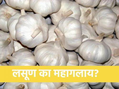 In onion crisis, garlic prices in the house of 400 | एकीकडे कांद्याचं संकट, दुसरीकडे लसणाच्या किमती ४०० च्या घरात