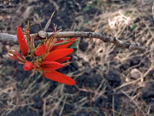 Spring season! Pangara bloomed in Latur; Know the many Ayurvedic properties of this medicinal plant | वसंत ऋतूची चाहूल! लातूरात बहरला पांगारा; या रानवृक्षात अनेक आयुर्वेदिक गुणधर्म