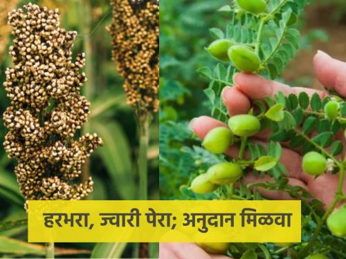 If you grow gram, sorghum for Rabi, you will get subsidy, where to apply? | रब्बीसाठी हरभरा, ज्वारीचे पीक घ्याल तर मिळेल अनुदान, कुठे कराल अर्ज?