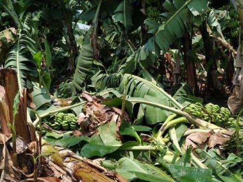 The stunted banana crop was excluded from drought damage | होरपळलेल्या केळी पिकाला दुष्काळाच्या नुकसानीतून वगळले