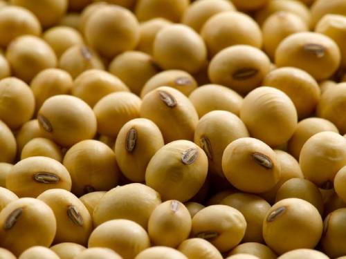 Soybean Market today: Soybean price today in the market committees of the state | Soybean Market today: राज्यातील बाजारसमित्यांमध्ये सोयाबीन आज मिळाला एवढा दर