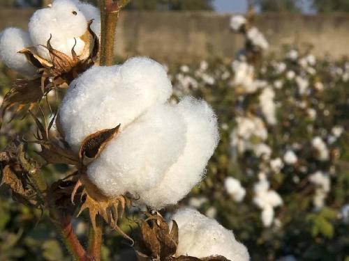 Cotton market | कापूस मार्केटवर टेक्स्टाइल लॉबीचा दबाव