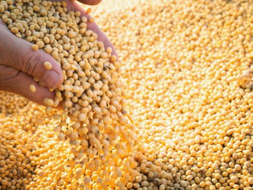 28 quintal yield of Soybean Omkar variety from 2 acres | २ एकरात सोयाबीन ओमकार वाणाचे २८ क्विंटल उत्पादन