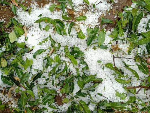 Rain Update: Pune, Nagar, Chhatrapati Sambhajinagar districts along with Nashik are affected by unseasonal weather | Rain Update: नाशिकसह पुणे,नगर,छत्रपती संभाजीनगर जिल्ह्यात अवकाळीचा तडाखा