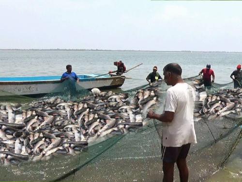 Catches increased in South, East India along with Mumbai, Gujarat | दक्षिण, पूर्व भारताासह मुंबई, गुजरातमध्ये मासे पकडण्याचे प्रमाण वाढले
