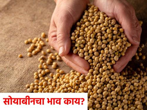 Soybeans are getting such a price in Latur and Dharashiv, what is the status of the rest of the market committee? | लातूरसह धाराशिवमध्ये सोयाबीनला मिळतोय एवढा भाव, उर्वरित बाजारसमितीत काय स्थिती?