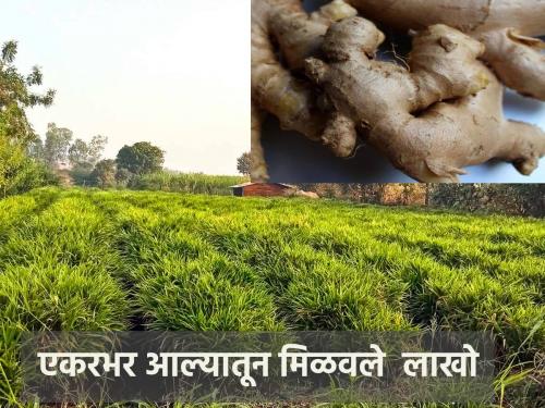 An income of 12 lakhs was obtained from one acre of ginger | एक एकरातील आल्यातून मिळाले १२ लाखांचे उत्पन्न