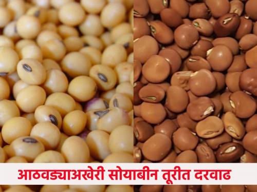 Two hundred in soybean price; An increase in the price of Turi by one thousand rupees..! | सोयाबीन दरात दोनशे; तुरीच्या दरात एक हजार रुपयांची वाढ..!