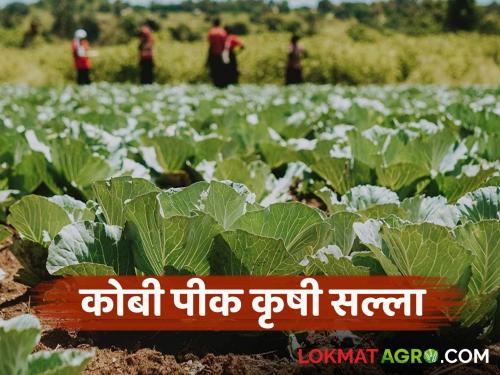 Latest News Management of scab and scab diseases on cabbage crop see details | Agriculture News : सततच्या पावसाने कोबीवर करपा, केवडाचा प्रादुर्भाव, 'या' फवारण्या करा 