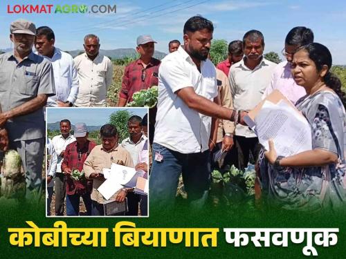 latest news Seven farmers lost lakhs of rupees due to fraud in cabbage seeds in deola taluka | Cabbage Bogus Seed : कोबी बियाण्यात फसवणूक, साडेतीन एकरमध्ये रुपयाचेही उत्पन्न नाही, वाचा सविस्तर 