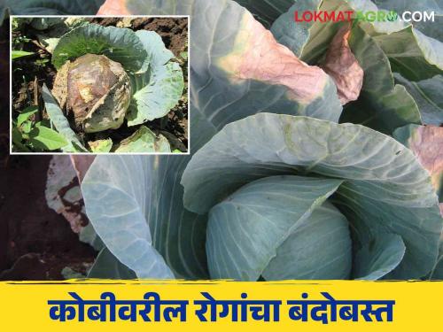 Cabbage Diseases : Causes of diseases in cabbage crop and their remedies | Cabbage Diseases : कोबी पिकातील रोग येण्याची कारणे व त्यावरील उपाययोजना