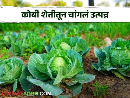 Latest News Success Story Cauliflower bloomed in five acres, income of one lakh rupees, read in detail  | Cabbage Farming : पाच एकरांत फुलकोबी फुलली, एकरी लाख रुपयांचं उत्पन्न, वाचा सविस्तर 