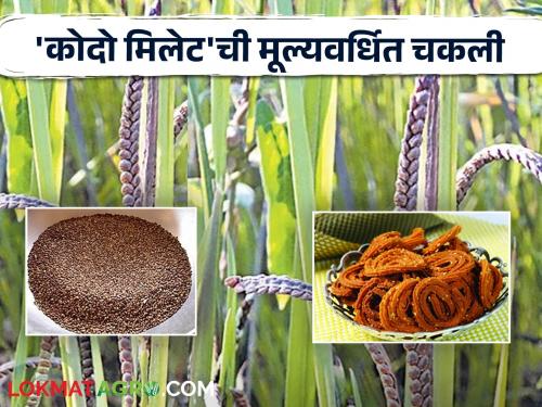 Food Processing: Healthy and nutritious millet millet; Modern Opportunities in Millet Processing Industry | Food Processing : आरोग्यदायी अन् पौष्टिक 'कोदो मिलेट'ची चकली; मिलेट प्रक्रिया उद्योगातील आधुनिक संधी