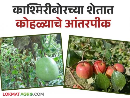 Latest News Combined Vegetable and Orchard Farming Experiment by a Woman Farmer in Bhandara District  | Integrated Farming : भाजीपाला आणि फळबागेच्या एकत्रित शेती, भंडारा जिल्ह्यातील महिला शेतकऱ्याचा प्रयोग 