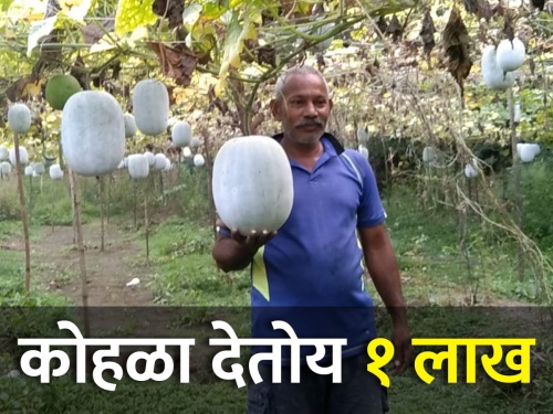 Addition of ash gourd kohala crop to vegetable farming; Yield rise up to five tons per acre | भाजीपाला शेतीला कोहळा पिकाची जोड; एकरात पाच टन कोहळ्याचे उत्पन्न
