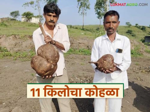 'This' rare tuber weighing 11 kg found in Akole taluka; Know the details | अकोले तालुक्यात सापडला अकरा किलोचा 'हा' दुर्मीळ कंद; जाणून घ्या सविस्तर