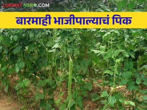 Grow this perennial vegetable crop for sustainable income through out year | शाश्वत उत्पन्नासाठी बारमाही उत्पादन देणारं हे भाजीपाल्याचं पिक घ्या