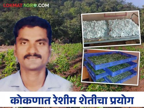 left job from Mumbai and move to village get good profit in sericulture | Farmer Success Story: मुंबईला केला राम राम धरली गावाची वाट अन् रेशीम शेतीत केली कमाल