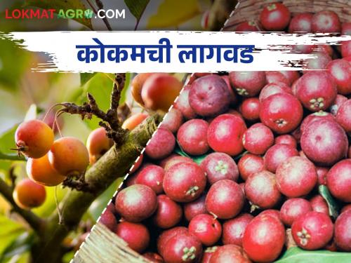 Kokum Cultivation; How is a healthy 'Kokum' crop cultivated? | Kokum Cultivation आरोग्यदायी 'कोकम' पिकाची लागवड कशी केली जाते?