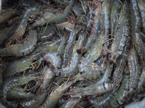 Efforts to export aquaculture shrimp from India to the European Union | भारतातून युरोपियन महासंघात मत्स्यपालन कोळंबीच्या निर्यातीसाठी प्रयत्न